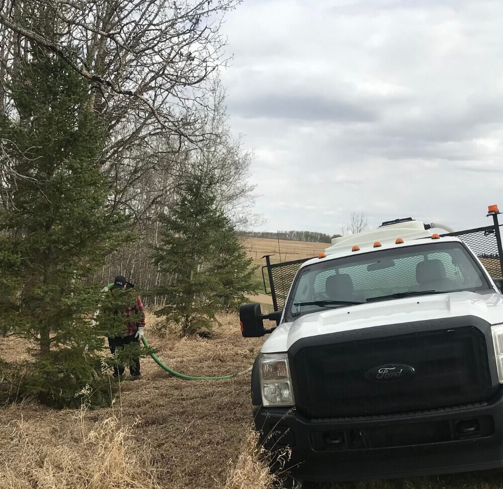 Fresh water truck watering trees on a rural property in Ponoka area